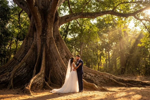The Giant Kapok Tree Alley wedding photography The Giant Kapok Tree Alley wedding photography Bafatá